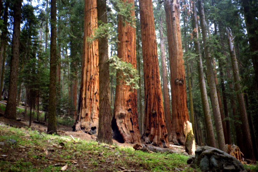 ROAD TRIP: The Kings of Sequoia & the Sequoias of Kings Canyon